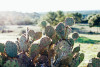 Sage Hill Inn Cactus