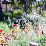 Sage Hill Inn Flowers